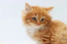 マンチカン(長足)【東京都・男の子・2022年2月12日・レッドタビー&ホワイト】の写真5