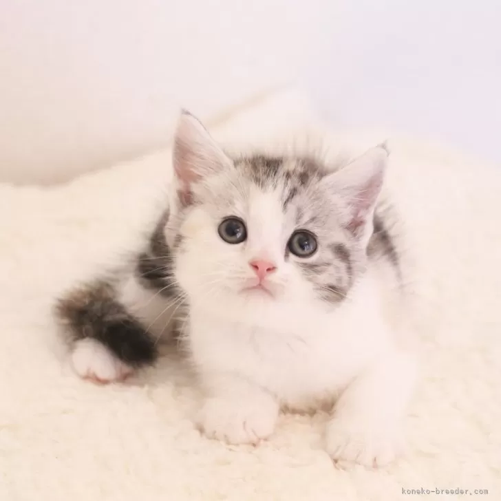 ID：2508-02353の子猫