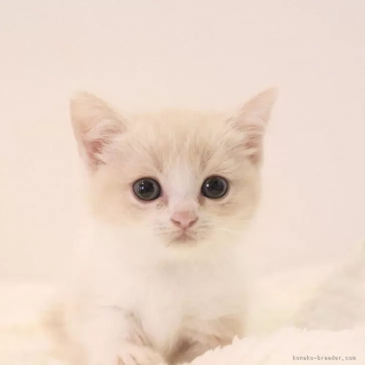 ID:2508-02362の子猫