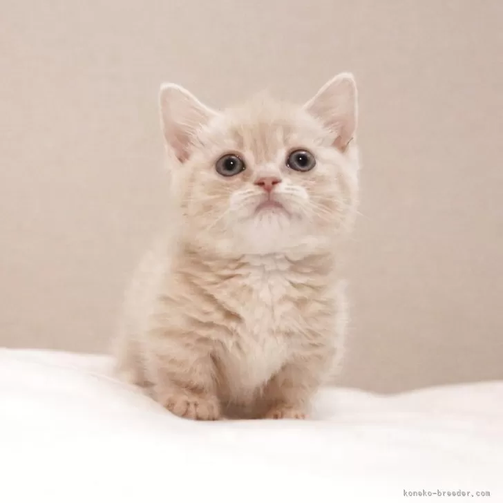 マンチカン(短足)【東京都・女の子・2025年3月11日・クリームタビー】の写真1「写真よりも実物の方が100倍可愛いです☆」