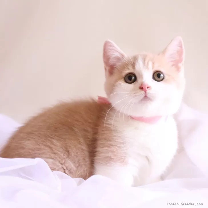 ID：2505-03892の子猫