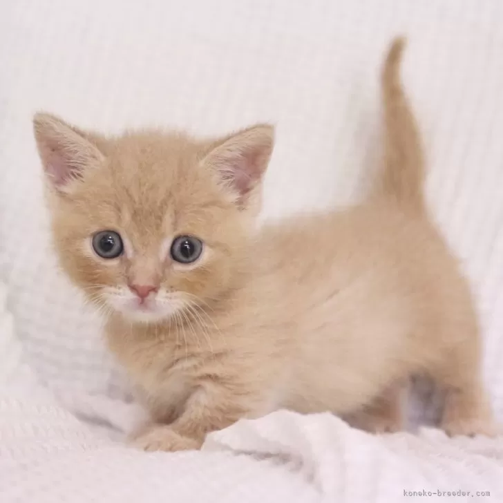 ID：2509-02439の子猫