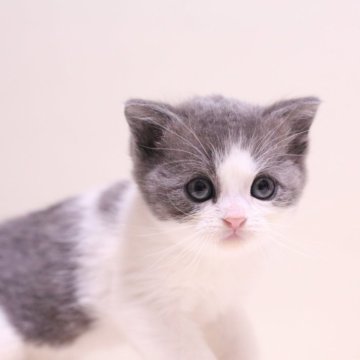 ミヌエット(長足)【東京都・男の子・2025年12月12日・ブルー&ホワイト】の写真「柔らかい毛質で可愛らしいお顔をしてます✨️」