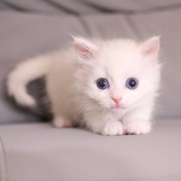 マンチカン(長足)【東京都・女の子・2025年10月10日・ホワイト】の写真「チャンピオン直子 美しい子です✨️」