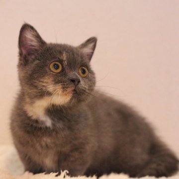 マンチカン(短足)【東京都・女の子・2025年7月7日・ブルークリーム】の写真「ずんぐりむっくりの可愛い女の子」