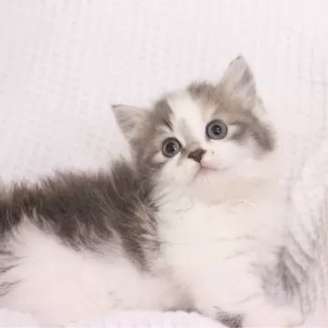 ちゃちゃ☘️長毛種猫ちゃんいます❤︎໒꒱　　宮崎完熟マンゴー　8玉　２.2k 2025年宮崎県特産完熟マンゴー 2L 9玉 - tig-store.com