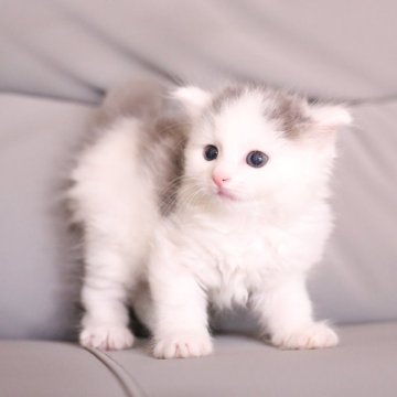 マンチカン(長足)【東京都・男の子・2025年10月10日・ブルー&ホワイト】の写真「チャンピオン直子 ✨️愛嬌のある子です」