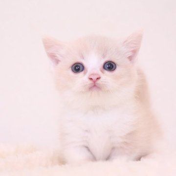 マンチカン(短足)【東京都・男の子・2025年7月23日・クリームタビー&ホワイト】の写真「とても明るい毛色で凄く綺麗です」