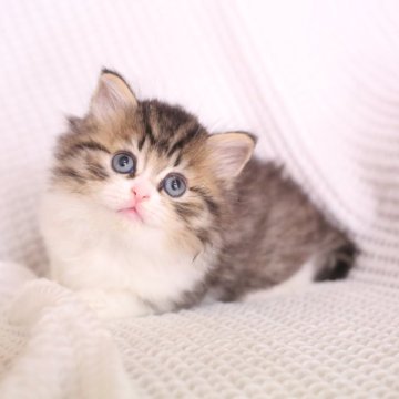 ミヌエット(長足)【東京都・男の子・2025年9月24日・ブラウンタビー&ホワイト】の写真「綺麗系なお顔立ちなのでイケメン君に育ちそうです✨」