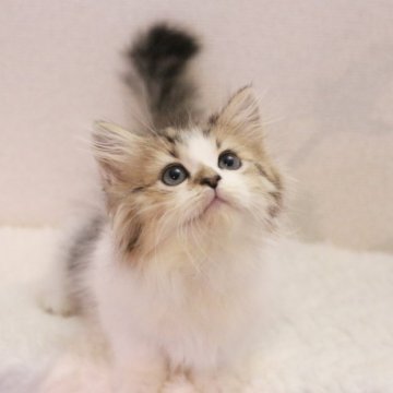 ミヌエット(長足)【東京都・男の子・2025年9月24日・ブラウンタビー&ホワイト】の写真「甘々フェイスでとっても可愛い子です✨️」