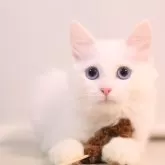 マンチカン(長足)