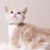 マンチカン(長足)【東京都・女の子・2025年4月15日・クリームタビーアンドホワイト】の写真1