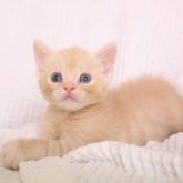 マンチカン(長足)