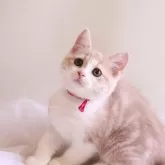 マンチカン(長足)