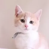 マンチカン(長足)