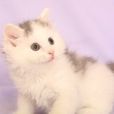 マンチカン(長足)