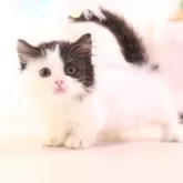 マンチカン(短足)