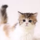 ミヌエット(長足)