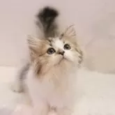 ミヌエット(長足)