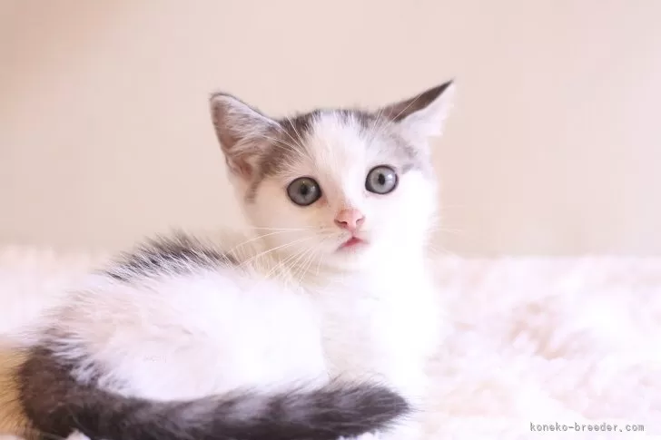 ちひねこページ にゃんこ大戦争】ちび開眼ステージの効率的な攻略順を解説！ちび