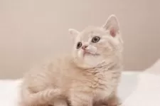 マンチカン(短足)【東京都・女の子・2025年3月11日・クリームタビー】の写真3「可愛いお口」