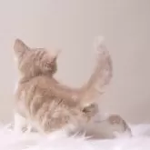 マンチカン(長足)【東京都・女の子・2025年4月15日・クリームタビーアンドホワイト】の写真2