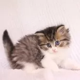 ミヌエット(長足)【東京都・男の子・2025年9月24日・ブラウンタビー&ホワイト】の写真4