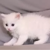 マンチカン(長足)【東京都・女の子・2025年10月10日・ホワイト】の写真5