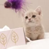 マンチカン(短足)【東京都・女の子・2025年3月11日・クリームタビー】の写真5「まだBOXティッシュよりも小さいです」