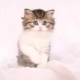 ミヌエット(長足)【東京都・男の子・2025年9月24日・ブラウンタビー&ホワイト】の写真6