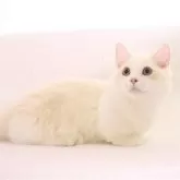 マンチカン(短足)【東京都・男の子・2025年12月17日・クリームシェーデッド&ホワイト】の写真6