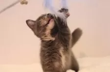 マンチカン(短足)【東京都・女の子・2025年7月7日・ブルークリーム】の写真4