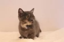 マンチカン(短足)【東京都・女の子・2025年7月7日・ブルークリーム】の写真3