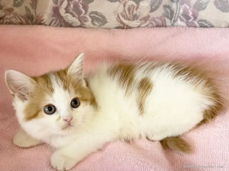 ID：2105-00516の子猫