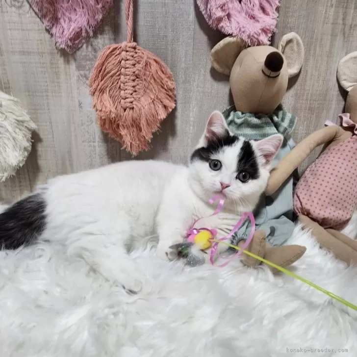 ID：2410-01562の子猫