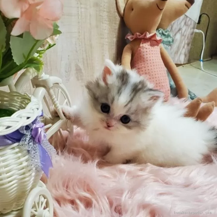 ID：2409-01150の子猫