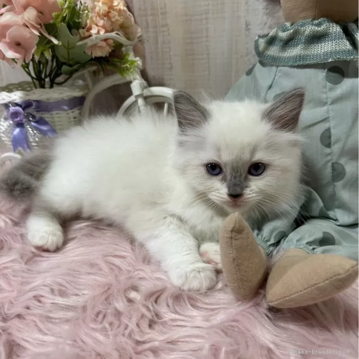 ID：2410-03096の子猫