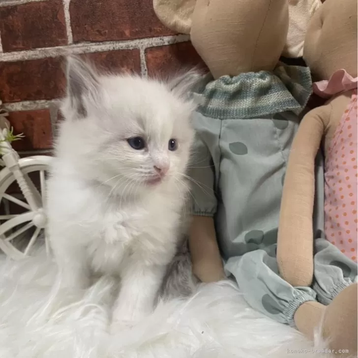 ID：2501-00854の子猫