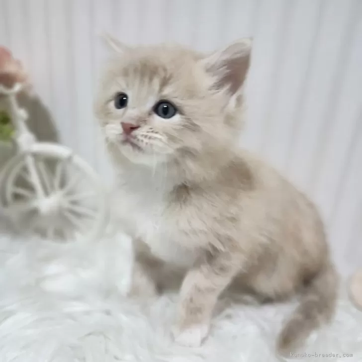 ID：2503-03007の子猫