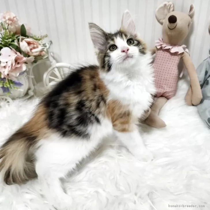 メインクーン【大阪府・女の子・2025年7月17日・キャリコ】の写真1