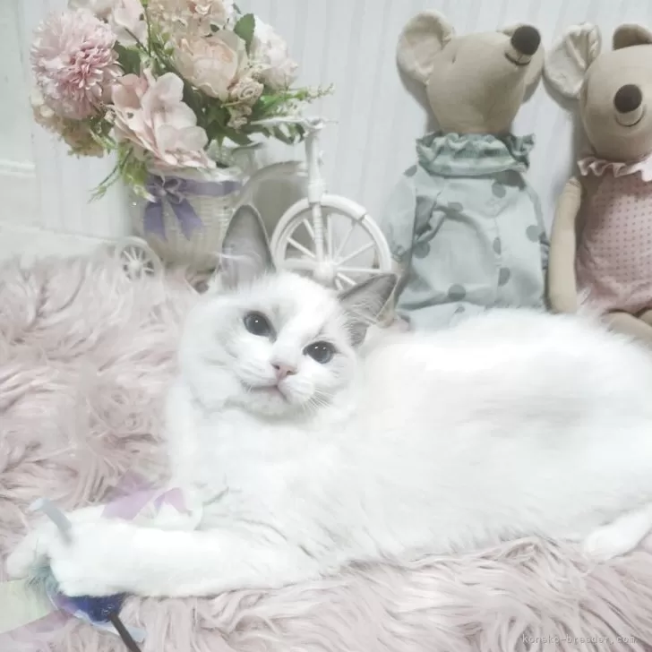 ID：2506-00645の子猫