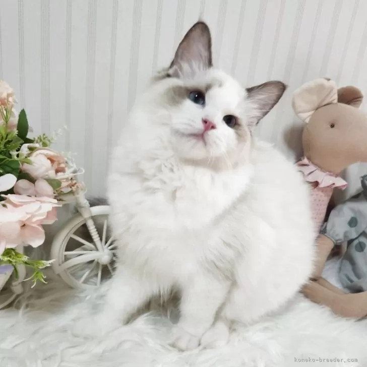 ID：2506-02257の子猫