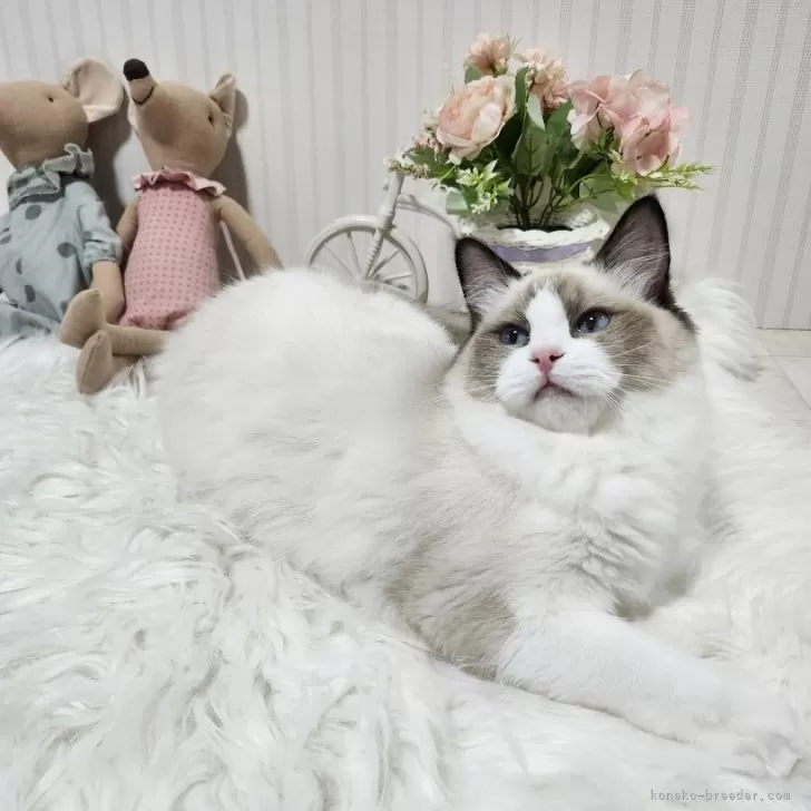 M.M 様のお迎えした子猫