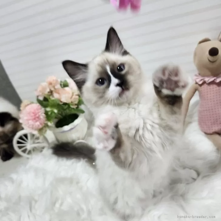 M.S 様のお迎えした子猫