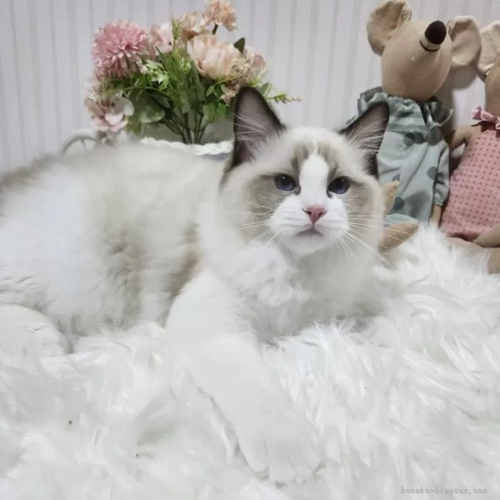 ID:2410-03100の子猫