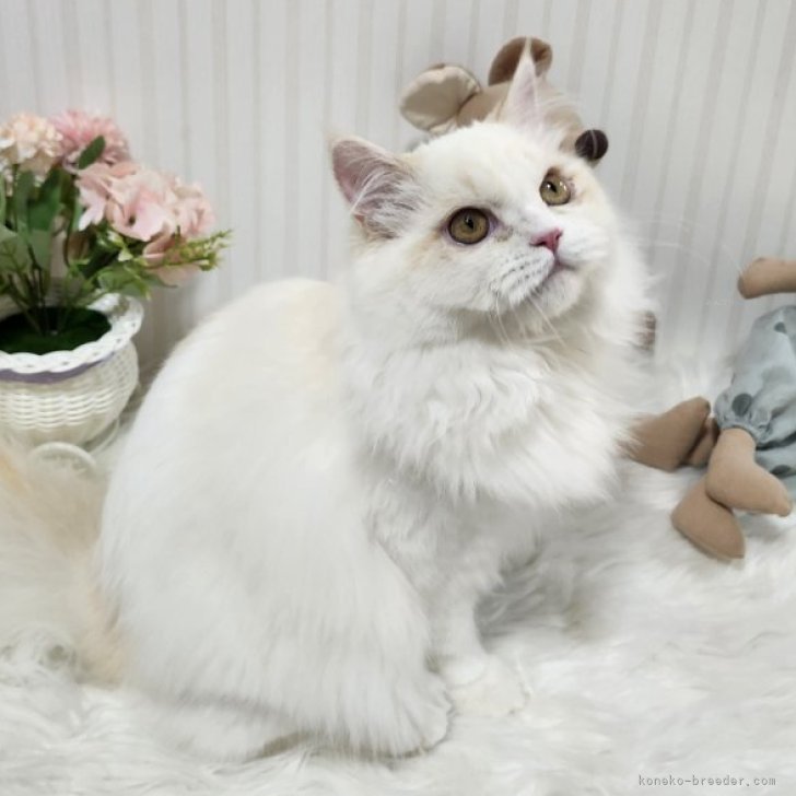 ブリーダー画像