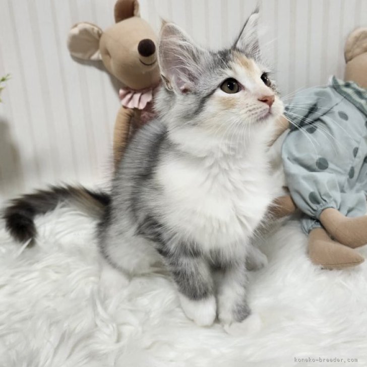 ブリーダー画像