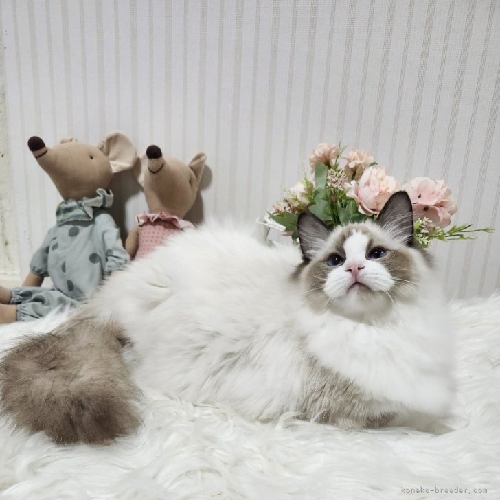 ブリーダー画像