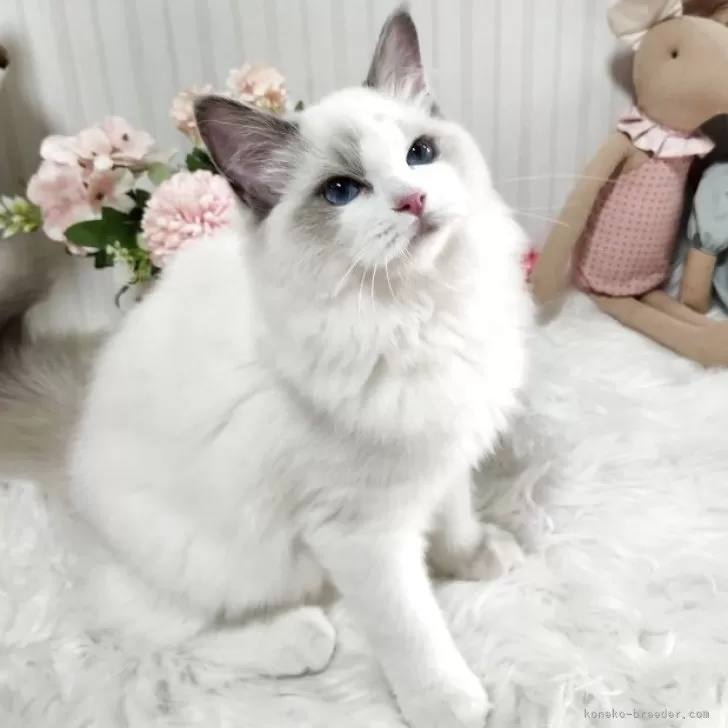 K.S 様のお迎えした子猫