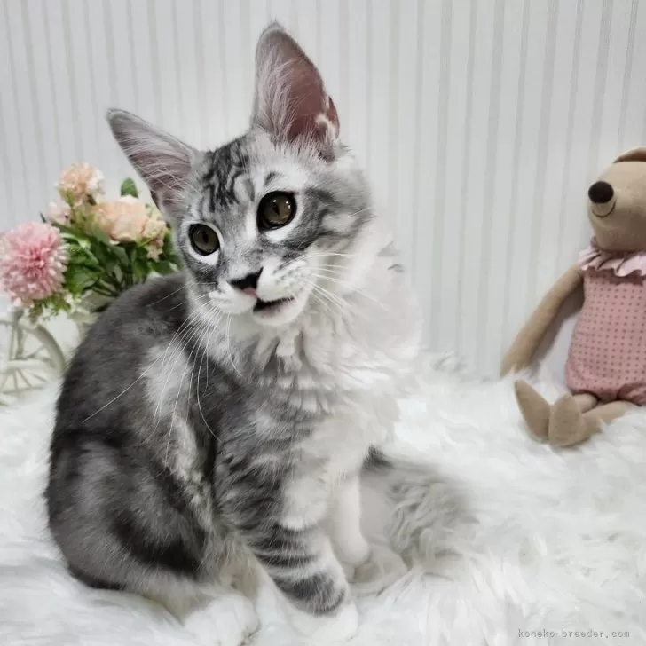 ID：2412-01422の子猫